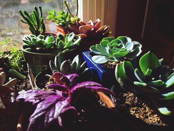 Close-up of cactus plant
