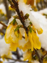 Close-up of yellow leaves