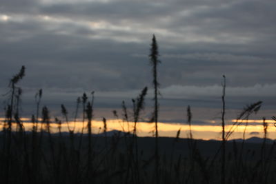 Silhouette plants against sky during sunset