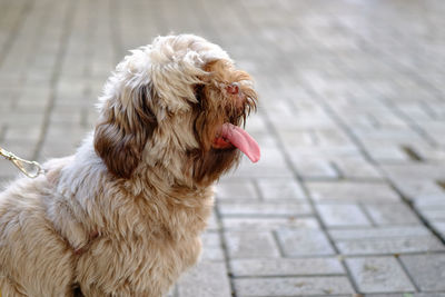 Close-up of dog sticking out tongue on footpath