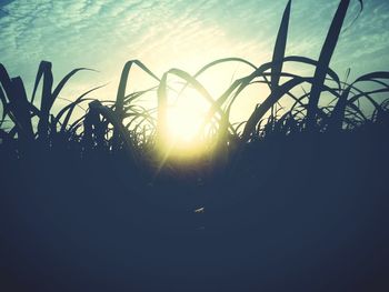 Close-up of silhouette plants against sky during sunset