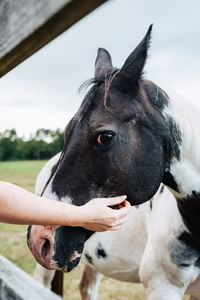 Close-up of a horse