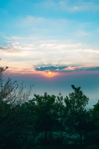 Low angle view of trees against sky during sunset