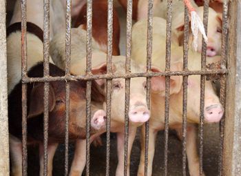 Pigs seen through metallic railing