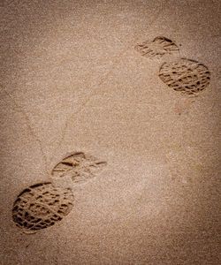 High angle view of bird on sand
