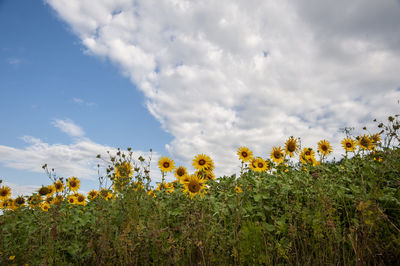 Plants and trees on field against sky