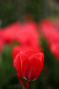 Close-up of red tulip