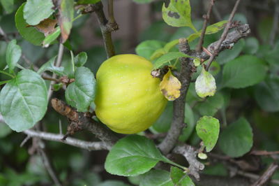 fruit