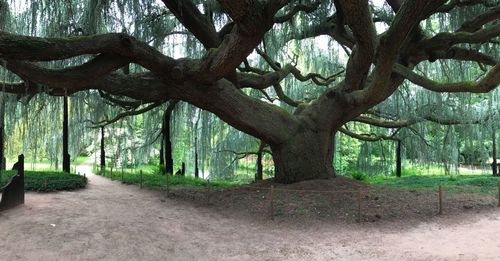 Trees in forest