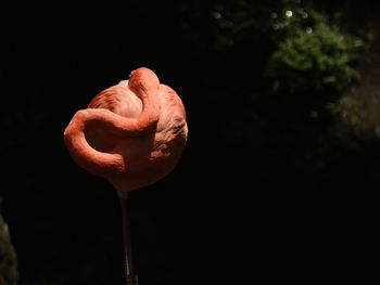 Close-up of orange rose against black background