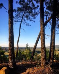 Trees on landscape against sky