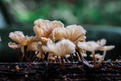 Close-up of mushrooms