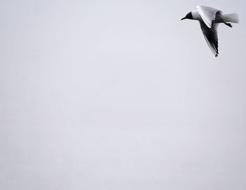 Low angle view of bird flying in clear sky