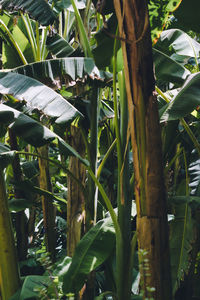 Close-up of a tree in forest