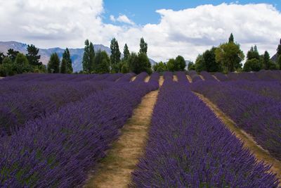 Panoramic view of purple flowering plants on field against sky