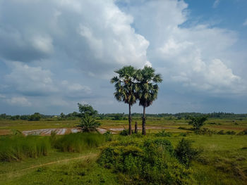 Tree on field against sky