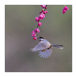 Bird flying by a flower