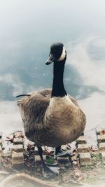 Full length of a bird at lakeshore