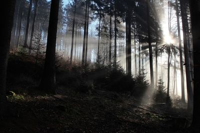 Trees in forest
