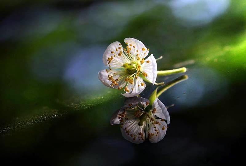 flower, fragility, freshness, petal, flower head, close-up, growth, focus on foreground, beauty in nature, plant, nature, single flower, bud, blooming, in bloom, white color, stem, pollen, botany, stamen