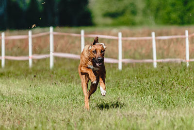 Dog running on field