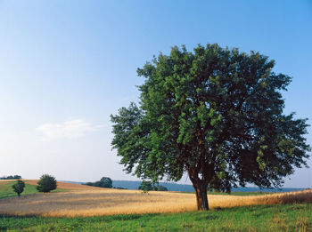 Tree in farm against sky