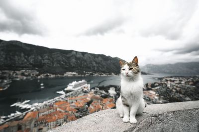 View of a cat on mountain against cloudy sky