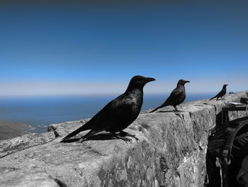 Birds perching on rock against clear sky