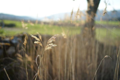 Close-up of stalks in field