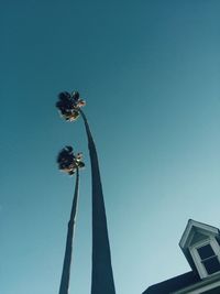 Low angle view of flower against clear sky