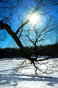Bare tree by frozen lake against sky during winter