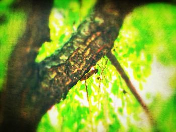 Close-up of insect on tree trunk in forest