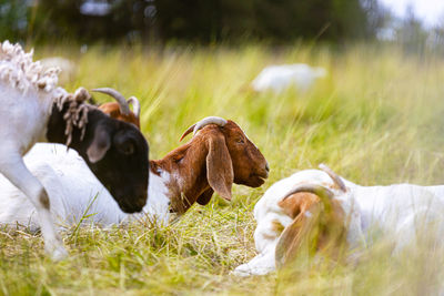 Cows on field