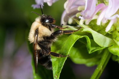 Close-up of bee on leaf