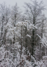 Close-up of frozen tree during winter