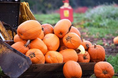 Close-up of pumpkins on table