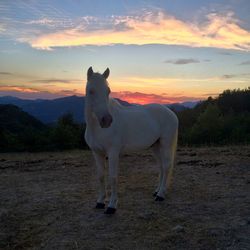 Horse standing on field against sky during sunset