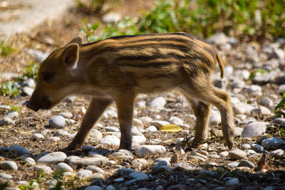 Side view of a piglet on land