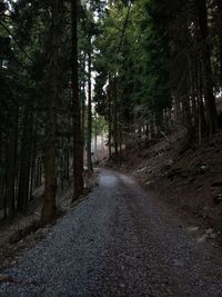 Dirt road amidst trees in forest