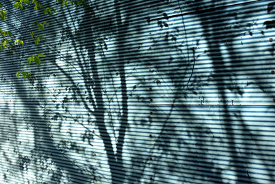 Shadow of tree on window