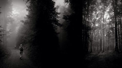 Silhouette of trees against sky