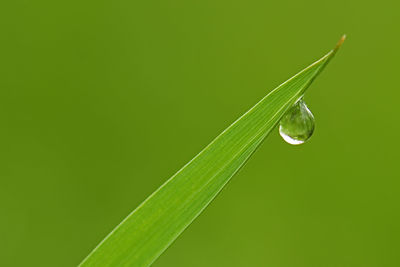 Close-up of water drop on leaf