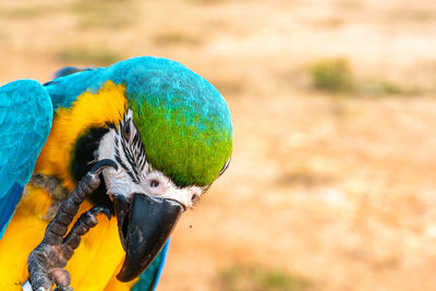 Close-up of parrot