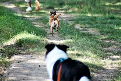 Rear view of dog on field