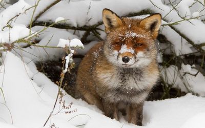 The red fox came out of the hole in winter.