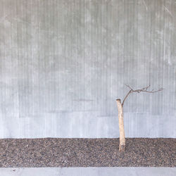 Close-up of lizard on wall