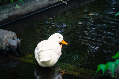 High angle view of swan swimming on lake