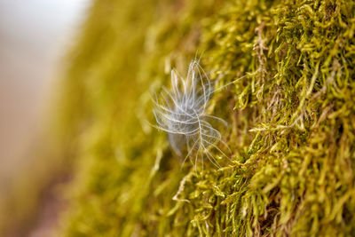 Close-up of dandelion on field