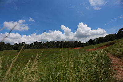 Scenic view of agricultural field against sky