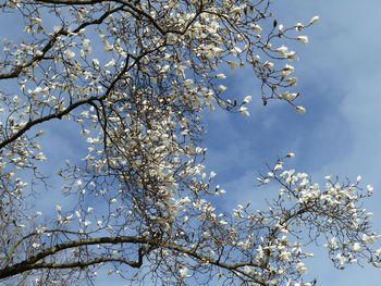 Low angle view of cherry blossoms against sky